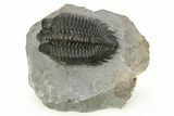 Detailed Coltraneia Trilobite Fossil - Huge Faceted Eyes #273801-3